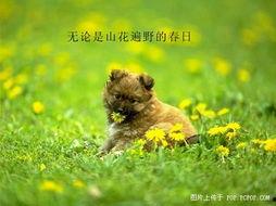 狗狗最新爆料图片大全,狗狗最新爆料图片大盘点